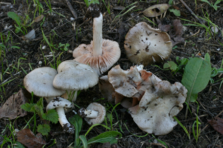 Entoloma saundersii var.hiemale Lazzari & P. Blanco ex Bell